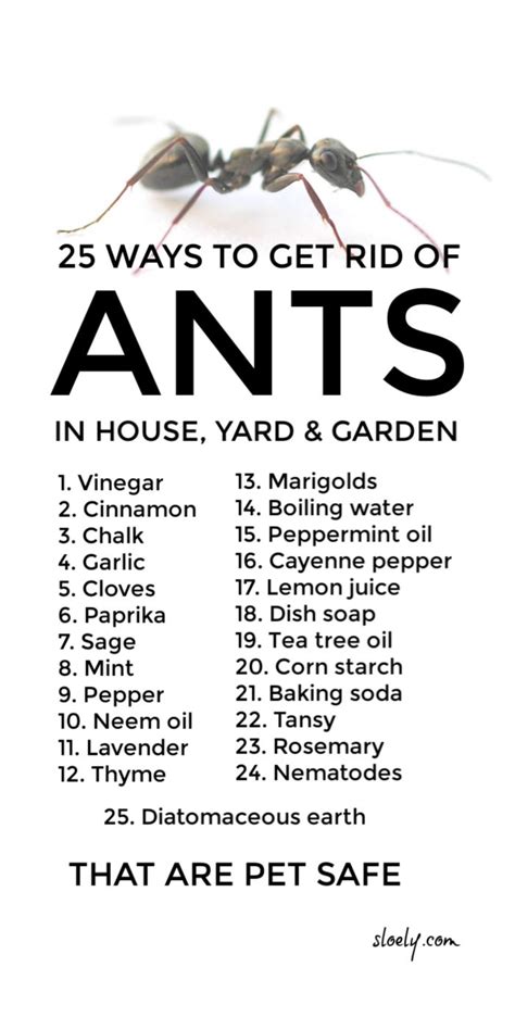 Get Rid Of Ants Naturally