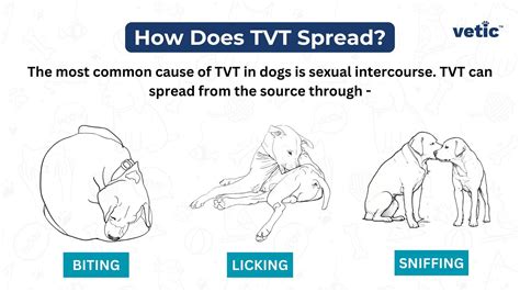 Transmissible Venereal Tumour (TVT): Everything You Need To Know