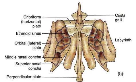 Ethmoid Bone - Anatomy, Cribriform and Perpendicular Plate | Learn from ...