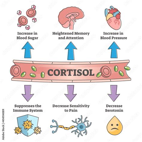 Cortisol hormone increased or decreased level symptom scheme outline ...