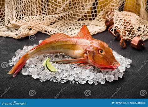 Red Gurnard Fish On Ice On Black Stone Table Stock Photo - Image of single, food: 110909196