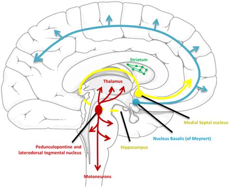 Cholinergic innervation in the human brain. The figure shows major... | Download Scientific Diagram