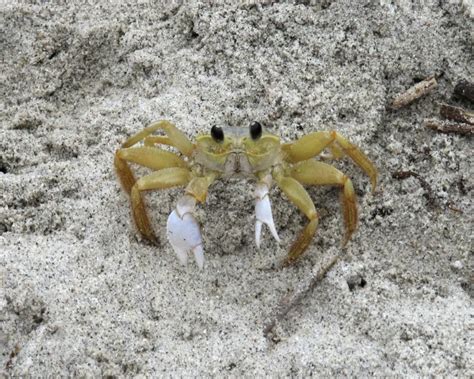 Atlantic ghost crab - Facts, Diet, Habitat & Pictures on Animalia.bio