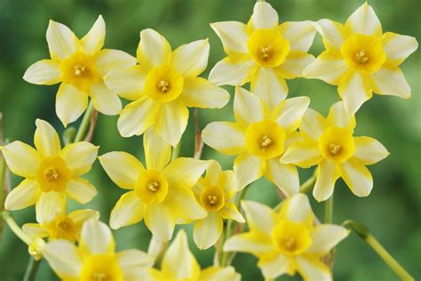 15 Great Types of Daffodils