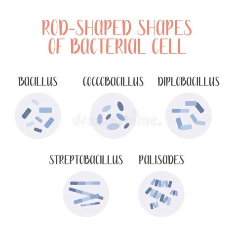 Coccobacilli Shape