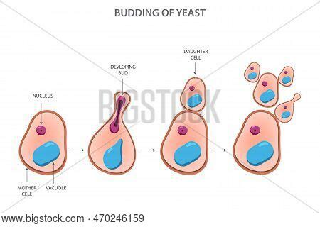 Budding Yeast. Yeast Vector & Photo (Free Trial) | Bigstock