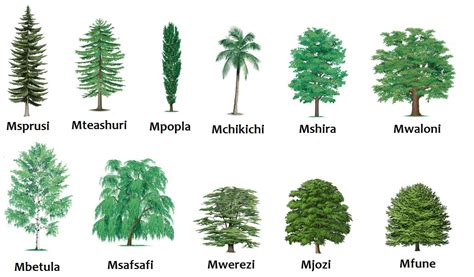 Swahili Land: Aina za Miti (Types of Trees)