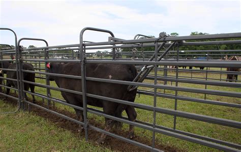 Universal Alley Stop | Cattle ranching, Cattle gate, Cattle farming