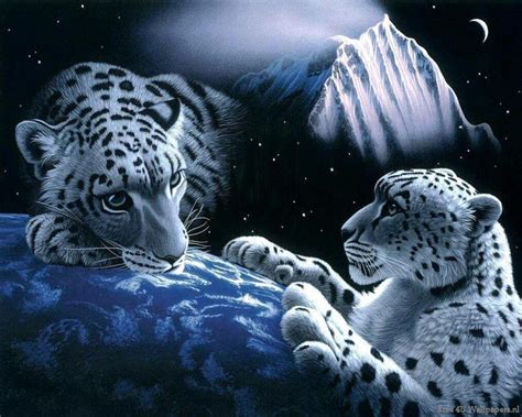 Big Cats - Wild Animals Wallpaper (34365397) - Fanpop