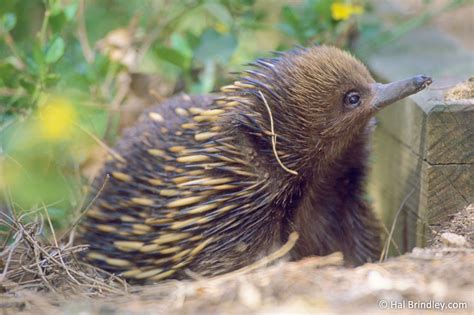 4 Incredible Echidna Facts That Will Leave you Speechless! | Travel For Wildlife