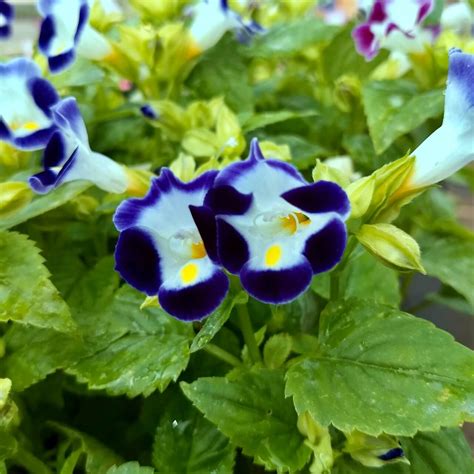 Torenia Seeds, Blue, Flower Seeds#173 – Mays Garden Seed