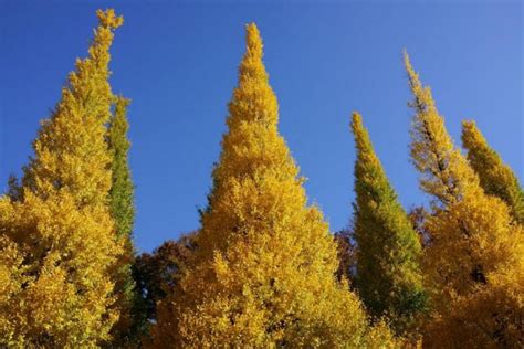 Meiji-jingu Gaien — One of the best places to see autumn leaves in Tokyo - Living + Nomads ...