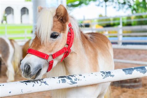 Brown Dwarf Horse Standing in the Farm . Miniature Horse Stock Image ...