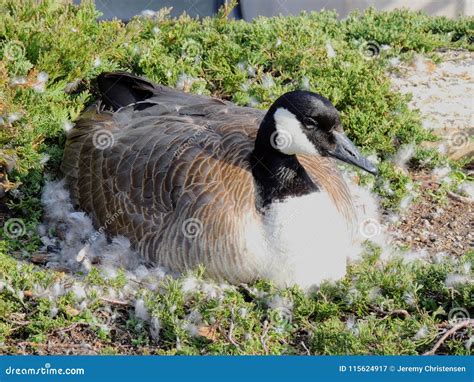 Canadian Goose Nesting Female Laying in a Nest of Urban Bushes Surrounded by Feather Down in ...