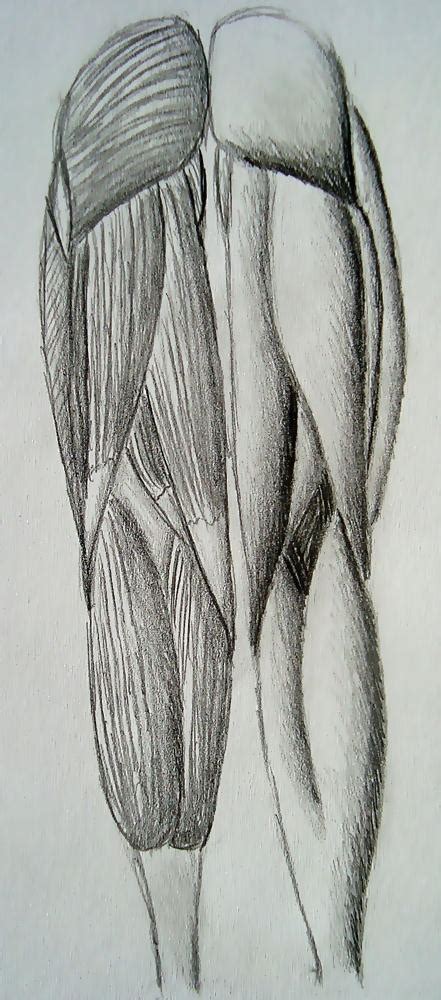 Muscles of the Leg -back side- by LonlyAntelope on DeviantArt