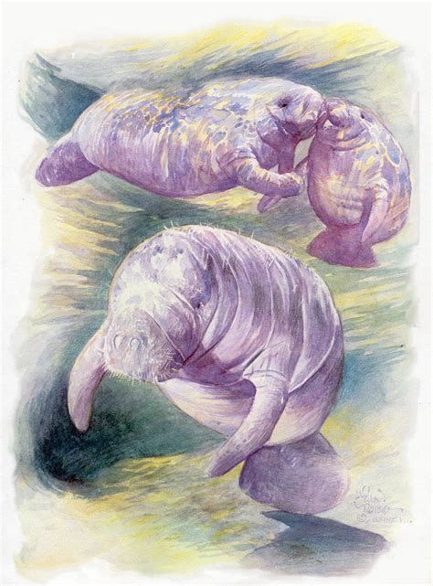 MANATEE'S by AbdonJRomero on DeviantArt