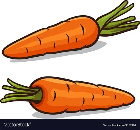 Carrot Royalty Free Vector Image - VectorStock | Carrot drawing, Vegetable drawing, Carrots