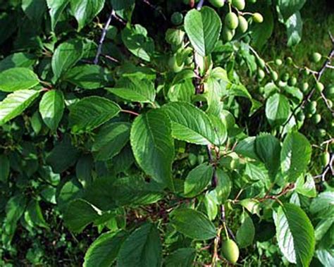 Trees of Wisconsin: Prunus americana, wild plum