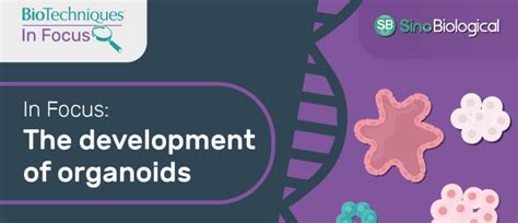 In Focus: The development of organoids - BioTechniques