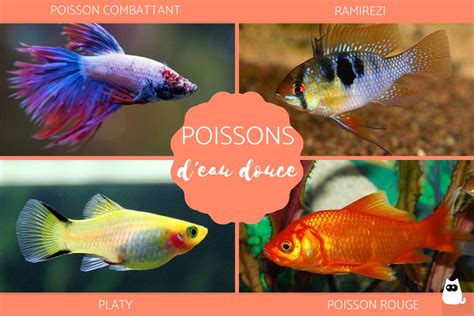 Chocolat Pari identification aquarium 15 litres quels poissons Logique Messager Prestige