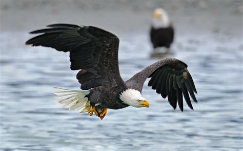 Bald Eagle flying above the water wallpaper - Animal wallpapers - #49109