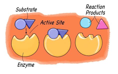 Enzyme Structure And Function