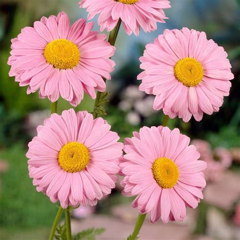 Robinsons Rose Daisy / Pyrethrum Daisies 50 Seeds Perennial | Etsy