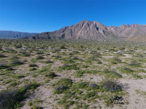 Borrego Springs Wildflowers