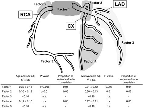 Distinct Heritable Patterns of Angiographic Coronary Artery Disease in Families With Myocardial ...