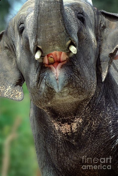 Open Mouth of an Asian Elephant, Teeth Photograph by Wernher Krutein | Fine Art America