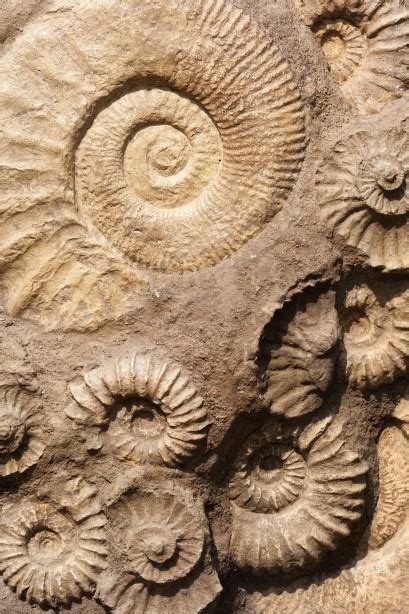 Shell Fossils Free Stock Photo - Public Domain Pictures