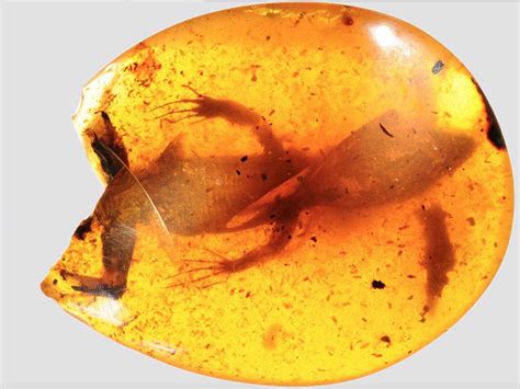 99 Million-Year Old Amber Fossils - Anole Annals