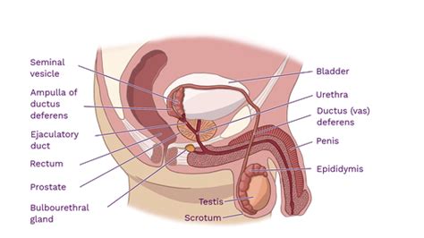 5 Ways to Make the Male Reproductive System an Easier Topic