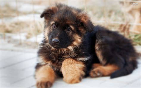All You Need To Know About The German Shepherd Dog