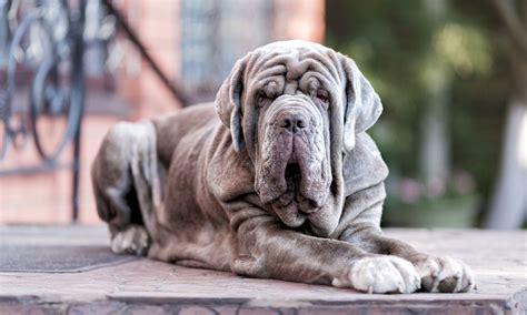 Are Neapolitan Mastiffs Very Aggressive