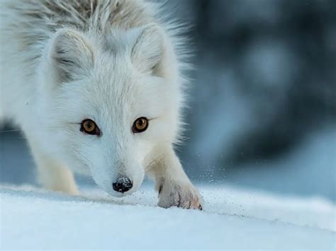 Adaptations Of An Arctic Fox - Behavioral, Structural & Physiological - Zooologist