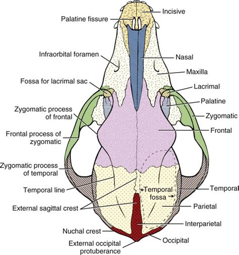 Dog Skull Anatomy