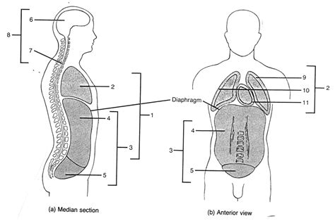 body cavities Diagram | Quizlet