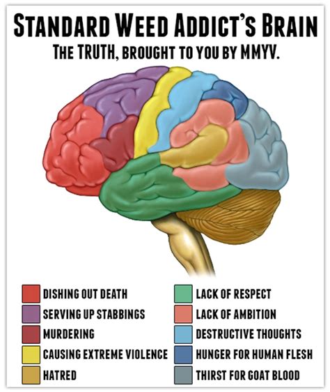 Marijuana’s Grasp on the Brain | MMYV