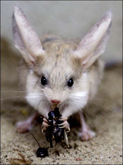 The Shy Jerboa | Violet Darkling Blog