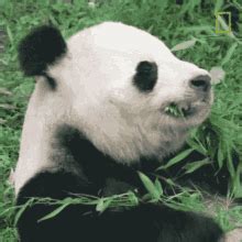 Panda Eating Bamboo GIFs | Tenor