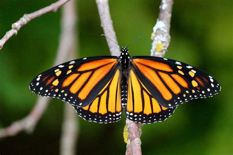 Female Monarch Photograph by David Pickett - Fine Art America