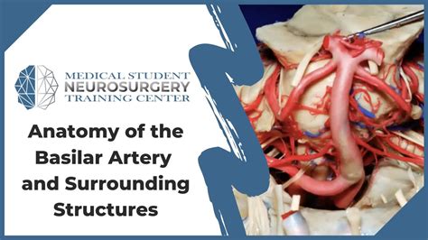 Anatomy of the Basilar Artery and Surrounding Structures - YouTube