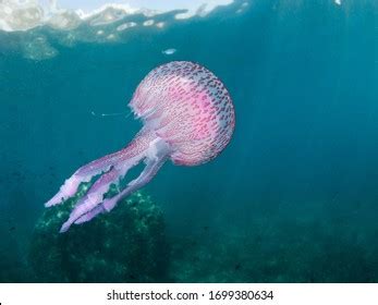 Mauve Stinger Jellyfish Pellagia Noctiluca Floating Stock Photo 1699380634 | Shutterstock