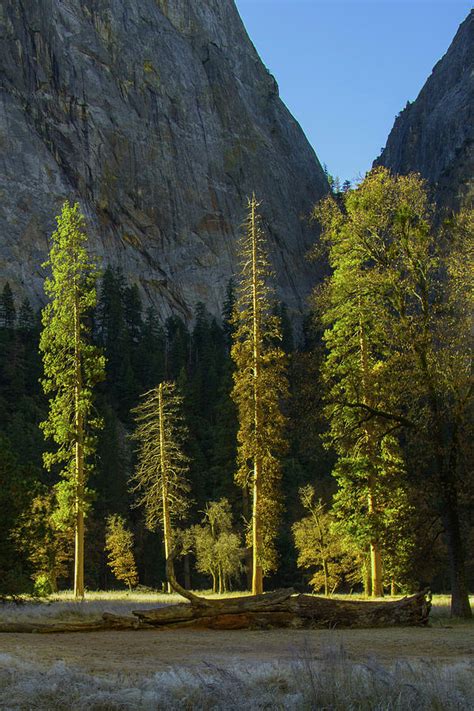 Yosemite Valley Sunrise Photograph by Steven Reid - Fine Art America