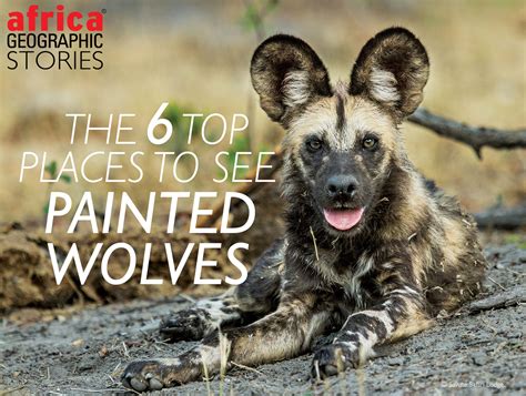 The 6 top places to see painted wolves - Africa Geographic