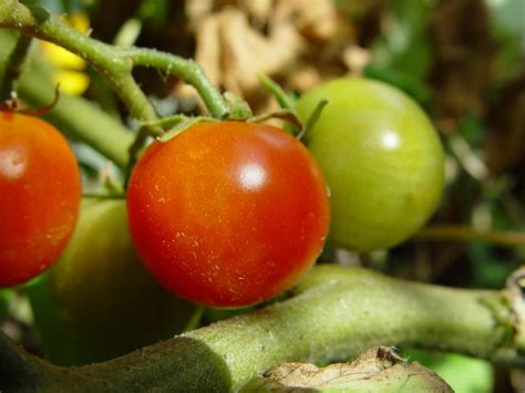 Free picture: cherry, tomatoes, plant