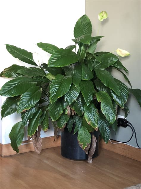 My huge peace lily! : r/houseplants