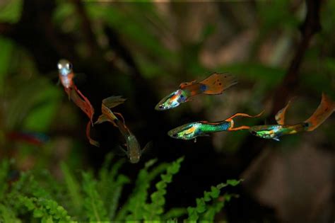 The 15 Most Beautiful Types of Guppy Fish - The Animalista