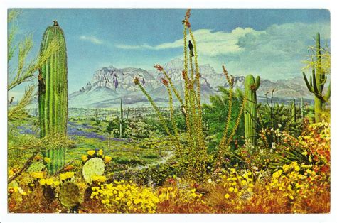 Strange Laws: Cacti in Arizona